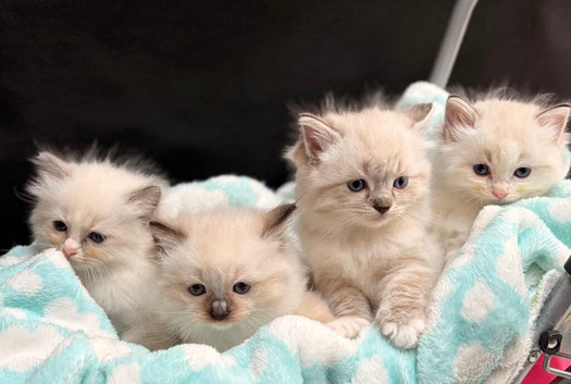 Stunning GCCF Ragdoll Boys - Champion Lines