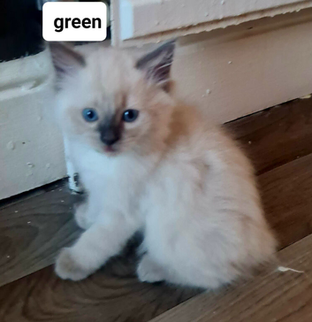 Pure ragdoll kitten LAST BOY