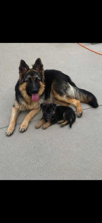 German shepherd puppies