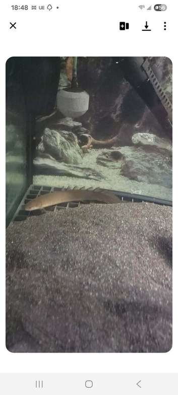 Bichirs for sale