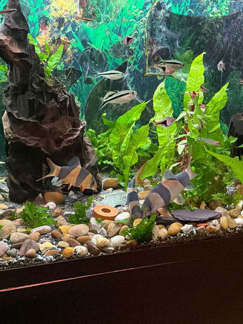 Large 3 clowm loach