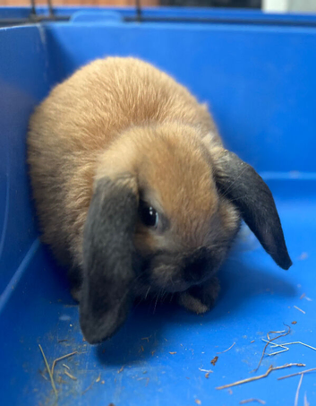 Gorgeous Sooty Fawn Mini Lop Available Now!