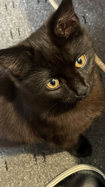 Male kitten black