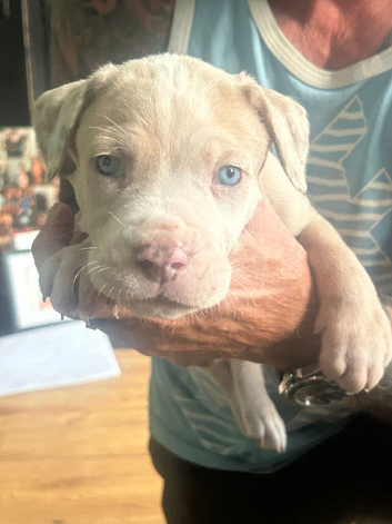 Mixed Cane Corso , mastiff , Dane 8 weeks 25th Sept