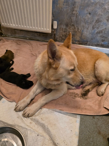Ready to go. German shepherd puppies