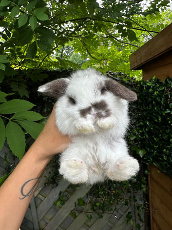 Tiny Baby Bunny&rsquo;s