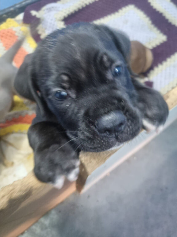 Cane corso puppies