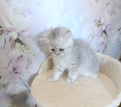 Kittens