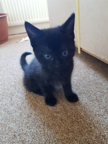 1 boy . beautiful kitten.