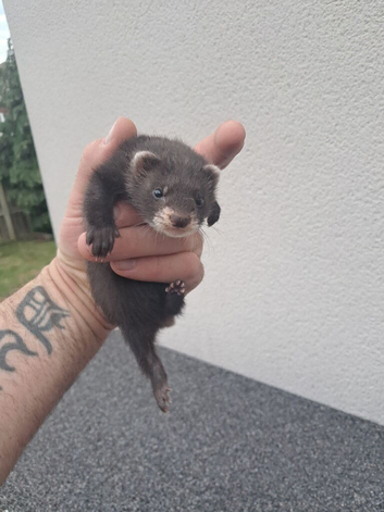 Ferrets various litters