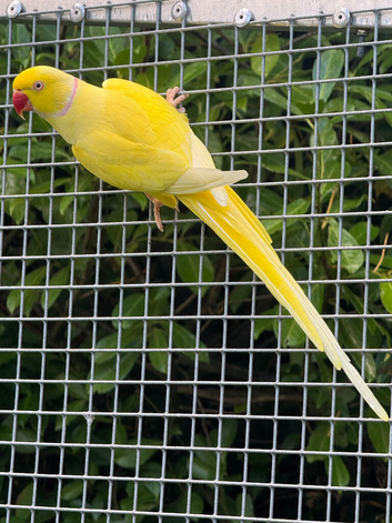 Breeding pair Ringnecks Lutino x albino