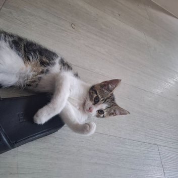 1 male tabby kitten  12weeks