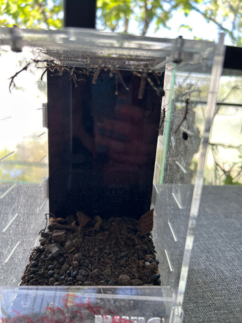 Sungaya stick insects