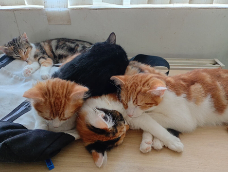 Kittens for sale