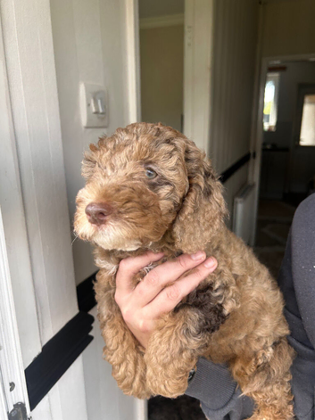 Sproodle puppies ONLY2LEFT