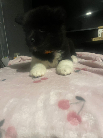 Ready now Akita puppy&rsquo;s
