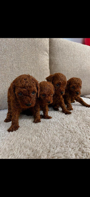 Beautiful Asian puppies