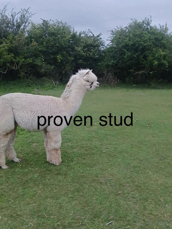 Male alpacas