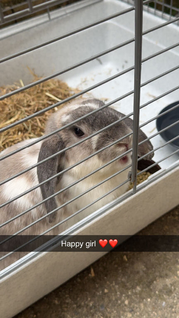Lop girl rabbit