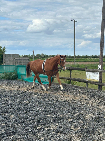 Project Gelding for sale
