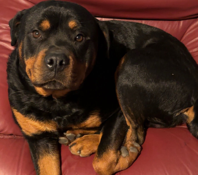 Male Rottweiler