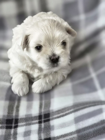 TINY KOREAN MALTIPOO PUPPIES