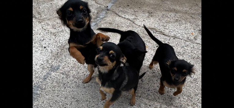 Pure bred chihuahua puppies