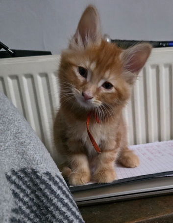 Ginger boys