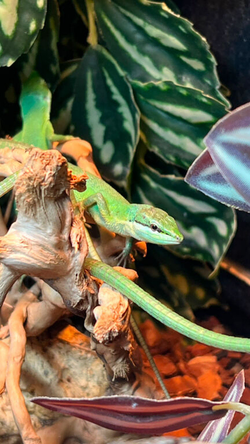 Takydromus Dorsalis