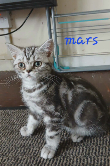 Bsh. Silver Classic Tabby. Ready on the end of June to new homes.