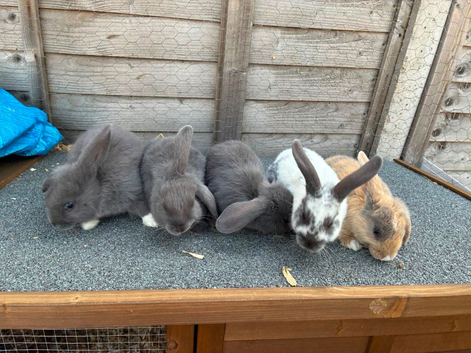 5 mini lop cross for sale READY FRIDAY