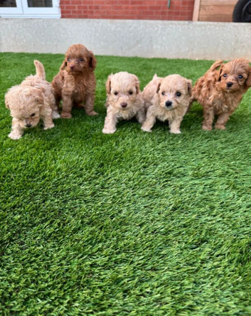 Beautiful Cockapoo Puppies Looking for Loving Homes