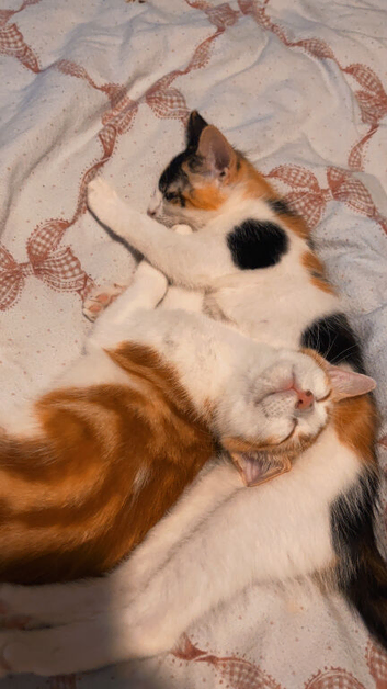 Beautiful 4-Month-Old Sister Pair &ndash; Pumpkin & Blurr ️&rdquo;