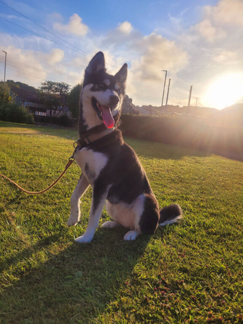 Husky needing new home