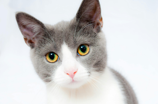 Offered  - Catsitting near Islington N1
