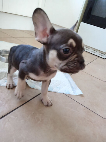 5 French bulldogs puppies *last boy left *