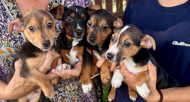 Beautiful Jack Russell puppies