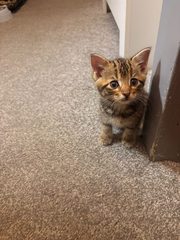 kitten ready now &pound;100 last one left
