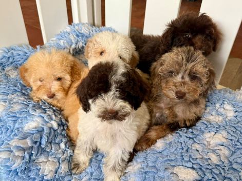 Gorgeous and unique minature poodles