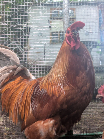 Selling chickens