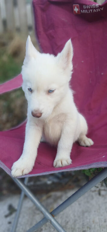Siberian husky pups