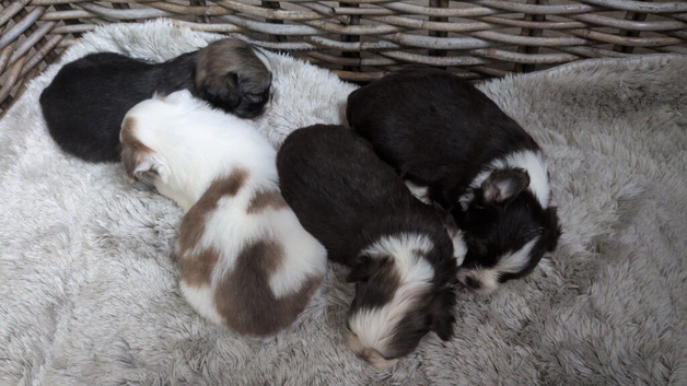 F1 maultipoo puppies