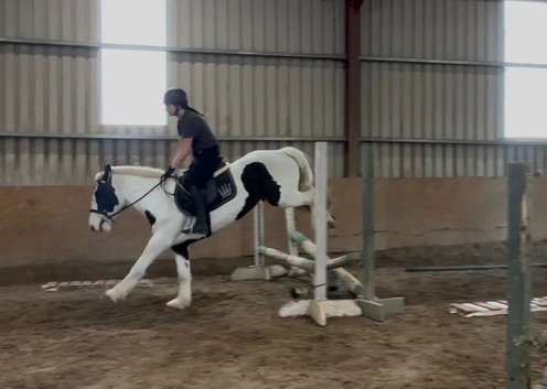 For Sale: 5-Year-Old Cob Mare &ndash; 14.2hh