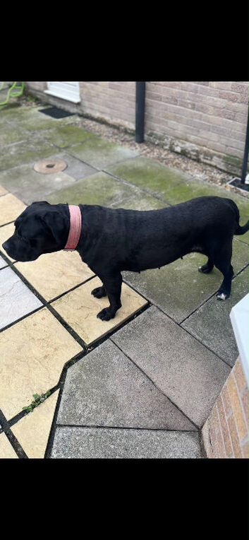 Cane corso girl for sale