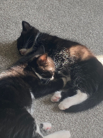 Kittens coming soon