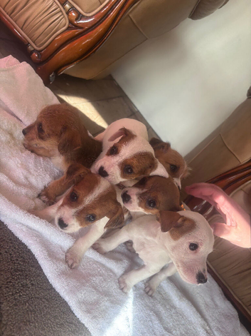 Jack Russell puppies