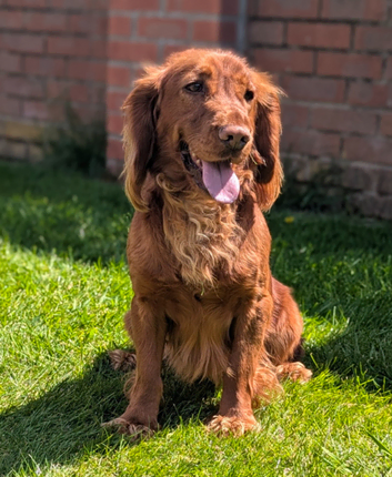 Welcome to "Copper" our red working cocker spaniel stud at stud
