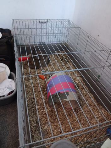 Thumper