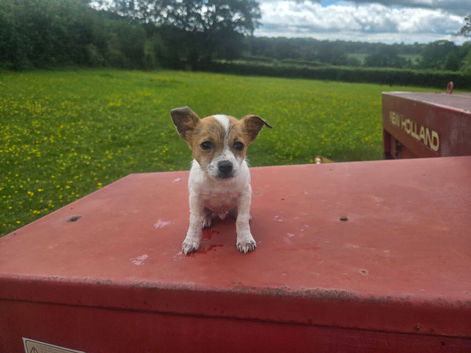 Beautiful little jackawawa dog last one