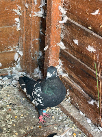 Pigeon
